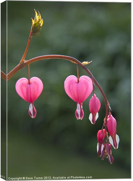 Bleeding Heart, Dicentra Spectabilis Canvas Print by Dave Turner