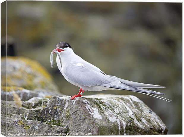 Tern with Sand Eel, Inner Farne Island Canvas Print by Dave Turner