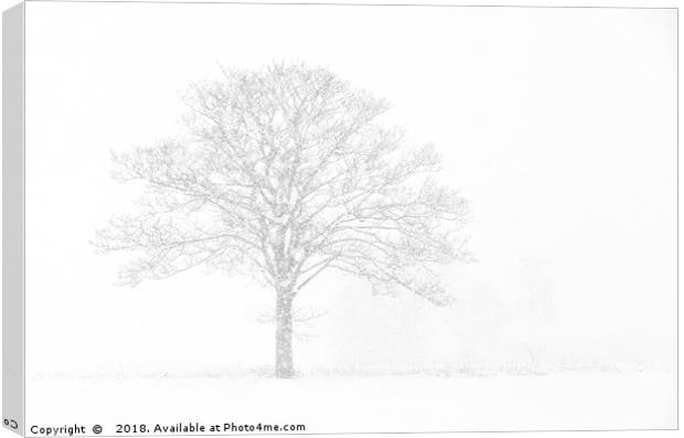Winter Tree Canvas Print by Dave Turner