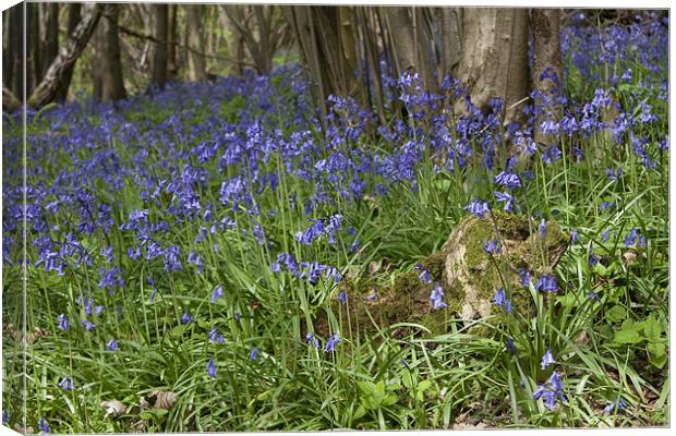 Bluebells Canvas Print by Dave Turner