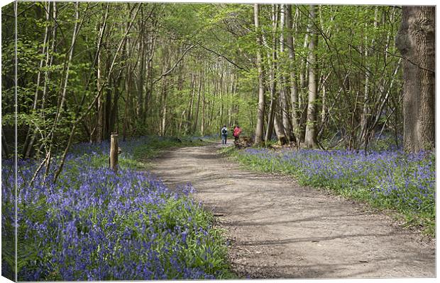 A Walk in the Bluebell Woods Canvas Print by Dave Turner