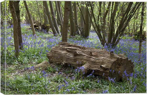 Bluebell Wood Canvas Print by Dave Turner