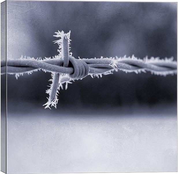 Frosted Barbed Wire Canvas Print by Dave Turner