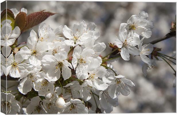 Cherry Blossom Canvas Print by Dave Turner