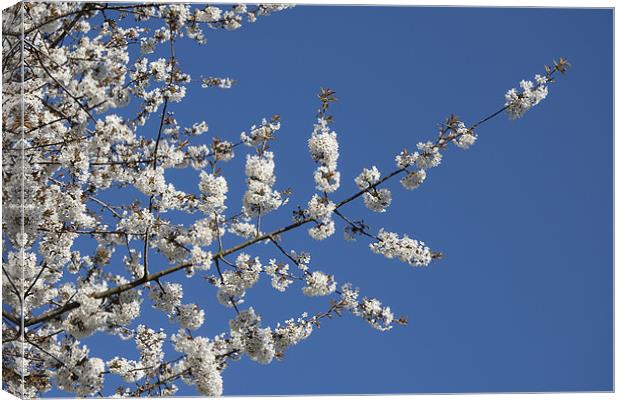 Cherry Blossom and Blue Sky Canvas Print by Dave Turner