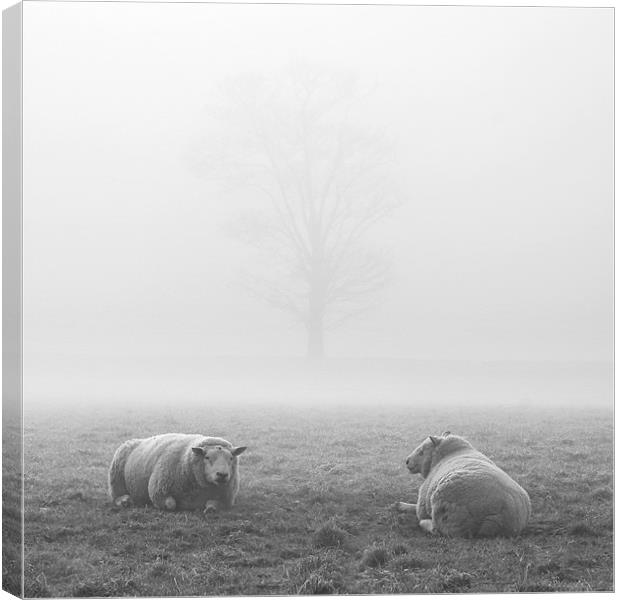 Sheep in the Fog, Wramplingham Canvas Print by Dave Turner
