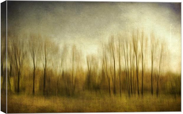 The Trees ..... Norfolk Canvas Print by Dave Turner