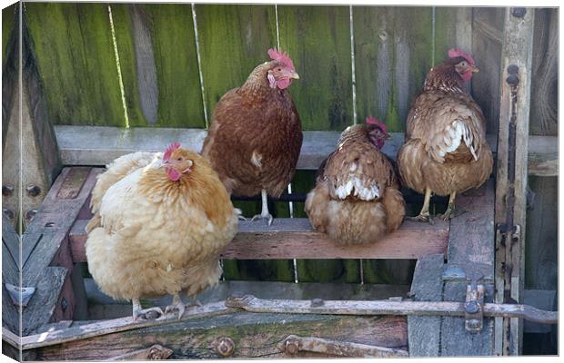 Chickens and Farmyard Machinery Canvas Print by Dave Turner