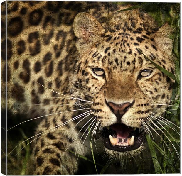 Leopard Canvas Print by Dave Turner