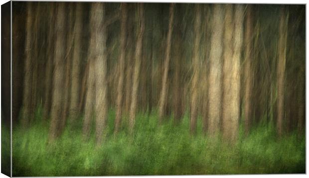 Sandringham Woods, Norfolk Canvas Print by Dave Turner