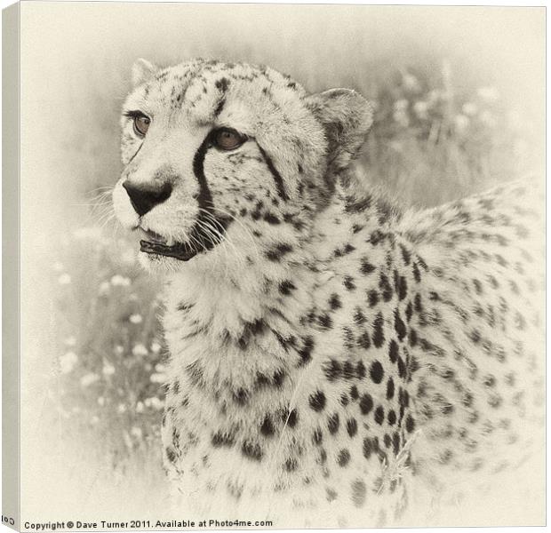 Cheetah Canvas Print by Dave Turner