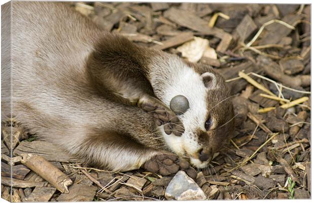 Stoned otter Canvas Print by Dan Thorogood