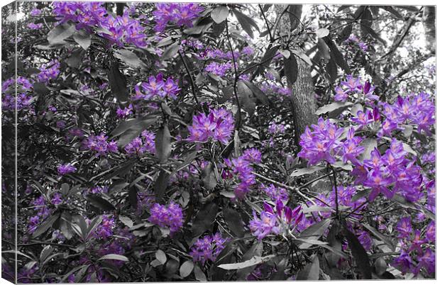 Rhododendrons Canvas Print by Dan Thorogood