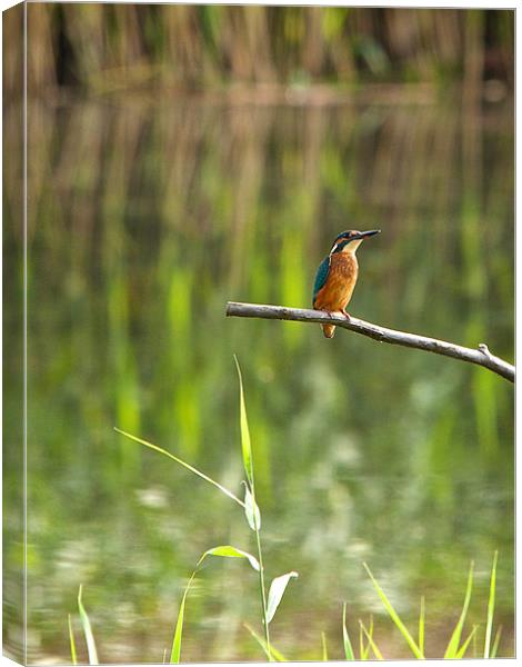 Kingfisher Canvas Print by Robert Geldard