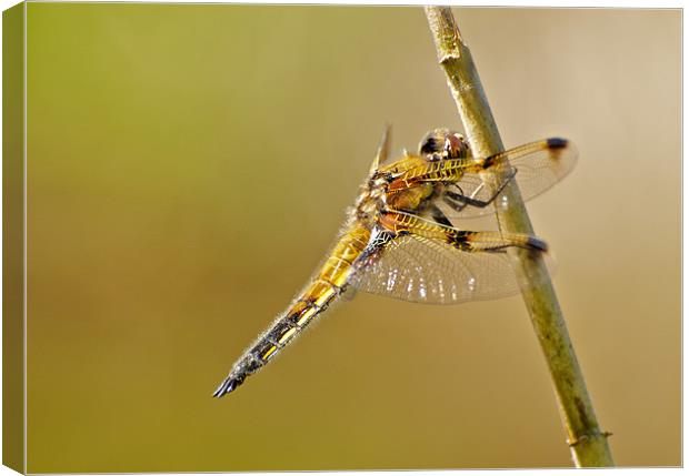 Four Spotted Chaser Canvas Print by Robert Geldard