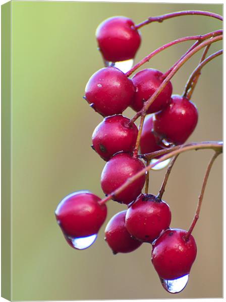 Berries Canvas Print by Robert Geldard