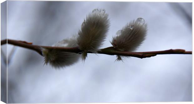 Pussy willow Canvas Print by Sheryl Brown