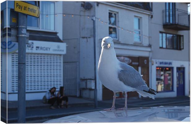 The Newquay Seagul Canvas Print by Ryan Jeavons