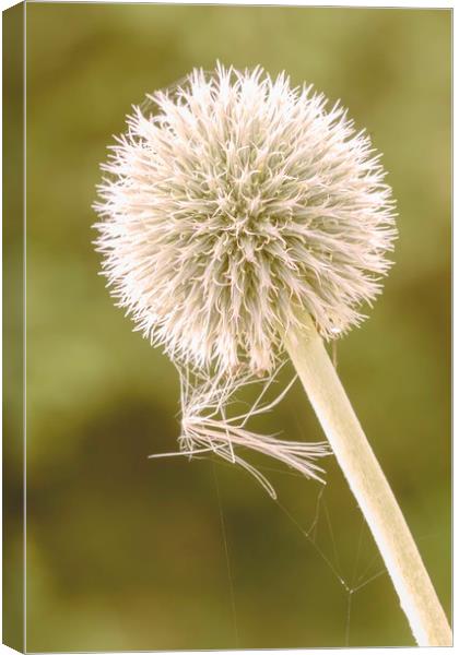 Seedhead with spider web Canvas Print by Dianne 