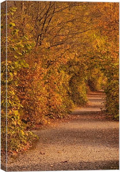 Autumnal Tunnel Canvas Print by Dianne 