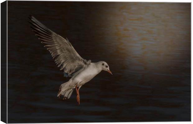 Gull in the Moonlight Canvas Print by Dianne 
