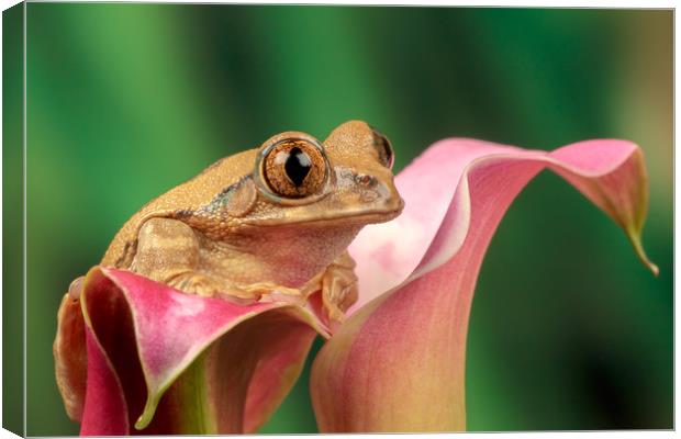 Frog on lily  Canvas Print by Dianne 