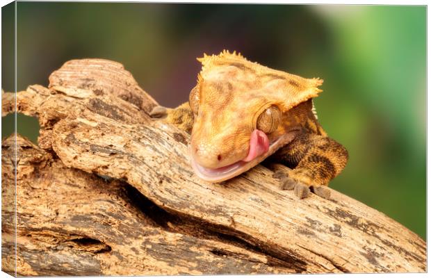 Golden Lizard licking his eye.  Canvas Print by Dianne 
