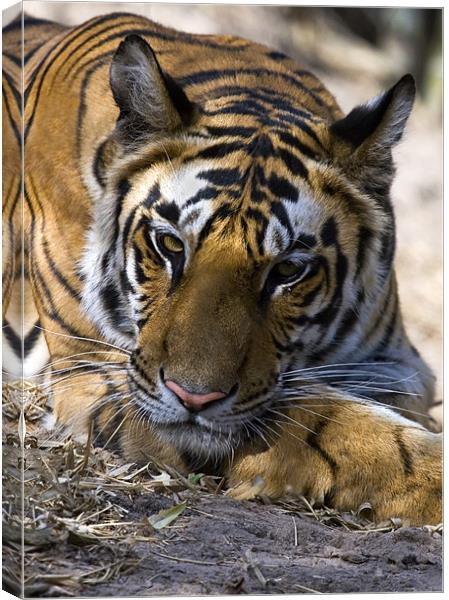 Tiger, rest, india Canvas Print by Raymond Gilbert