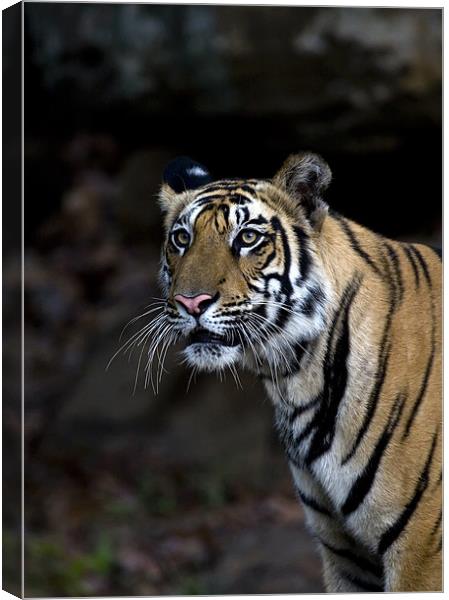 Tiger, stalk, rocks Canvas Print by Raymond Gilbert