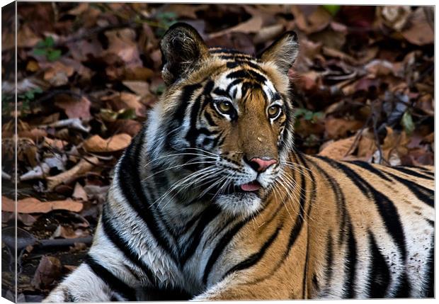 Tiger, resting, India Canvas Print by Raymond Gilbert