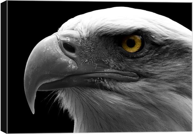 Bald Eagle, macro, eye, digital Canvas Print by Raymond Gilbert