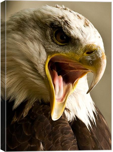 Bald Eagle, beak, macro Canvas Print by Raymond Gilbert