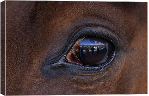 Horse, reflection, macro Canvas Print by Raymond Gilbert