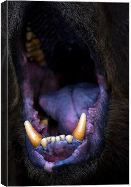 bear, mouth, roar Canvas Print by Raymond Gilbert