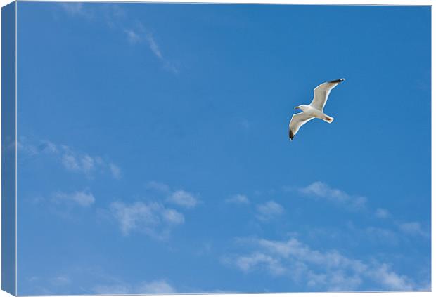 Seagull flying against blue sky Canvas Print by Tara Taylor