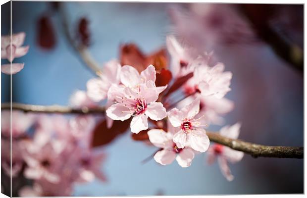 Flowering Cherry Blossom Canvas Print by Tara Taylor