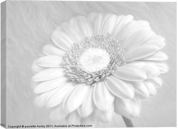 White Daisy. Canvas Print by paulette hurley