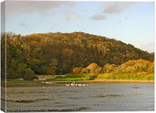 Lily Ponds.Pembrokeshire. Canvas Print by paulette hurley