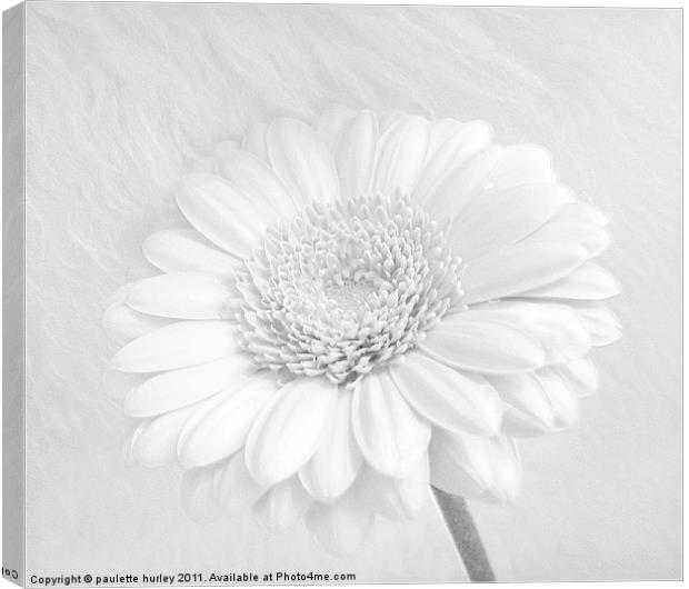 A White Daisy Flower. Canvas Print by paulette hurley