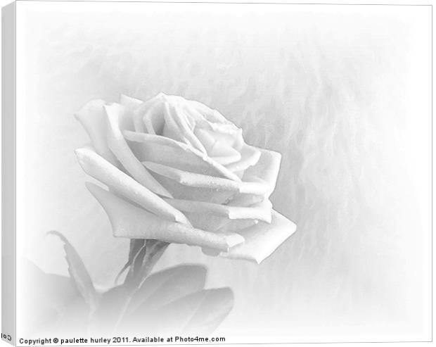 White Rose Fur,Embossed. Canvas Print by paulette hurley