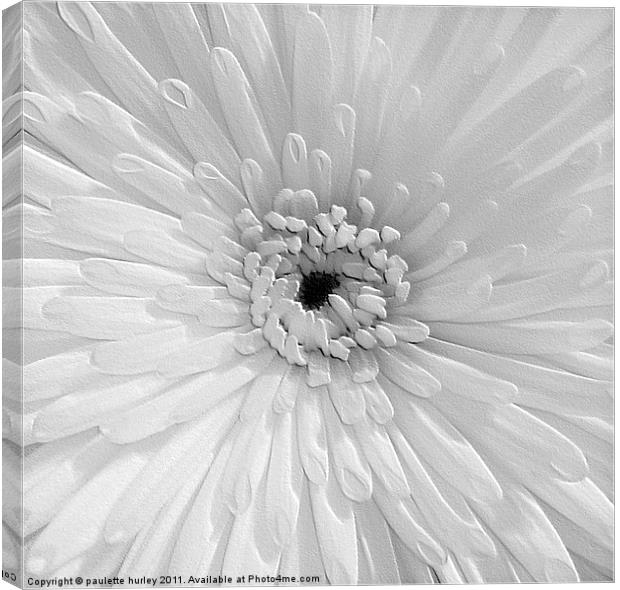 White Chrysanthemum. Canvas Print by paulette hurley