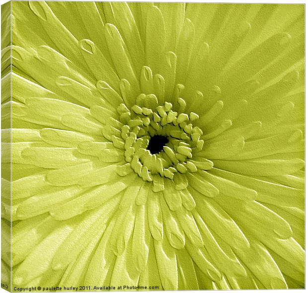 Lime Chrysanthemum Canvas Print by paulette hurley
