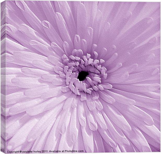 Lilac Chrysanthemum Canvas Print by paulette hurley