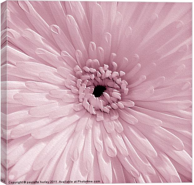 Pink Chrysanthemum Canvas Print by paulette hurley