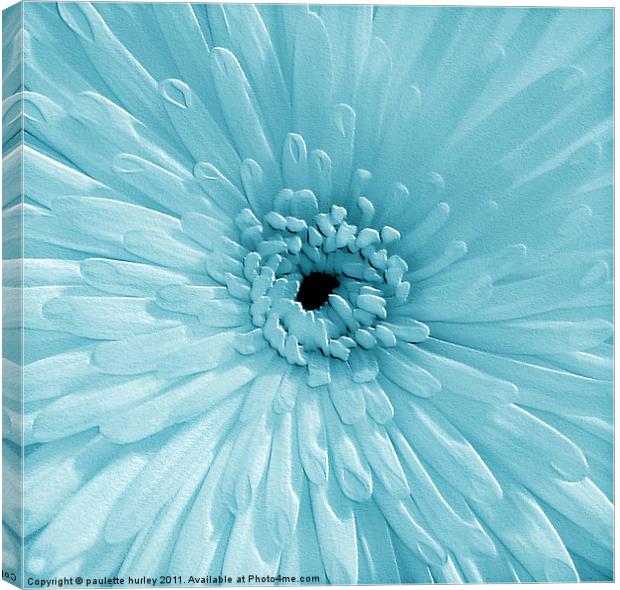 Blue Chrysanthemum Canvas Print by paulette hurley