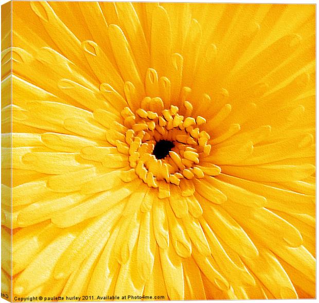 Yellow Chrysanthemum Canvas Print by paulette hurley