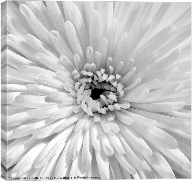 White Embossed Chrysanthemum Canvas Print by paulette hurley