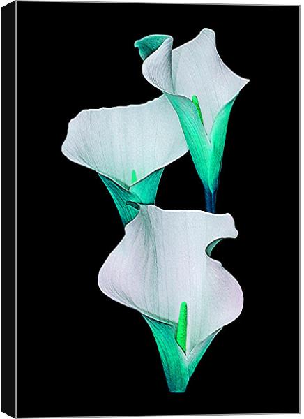 Calla Lily.Turquoise. Canvas Print by paulette hurley