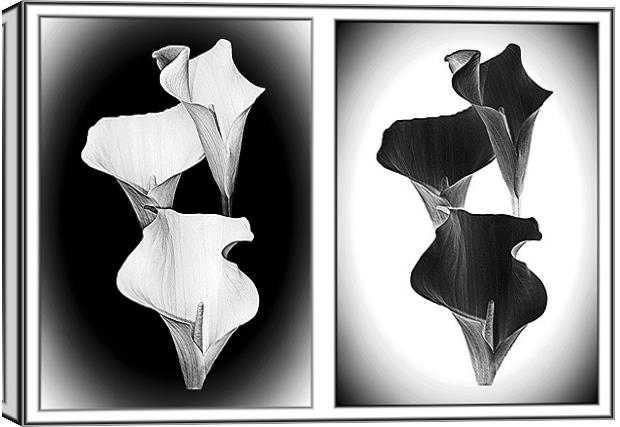 Calla Lillies , White+Black Canvas Print by paulette hurley