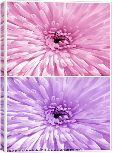 Chrysanthemum.Pink+Lilac. Canvas Print by paulette hurley